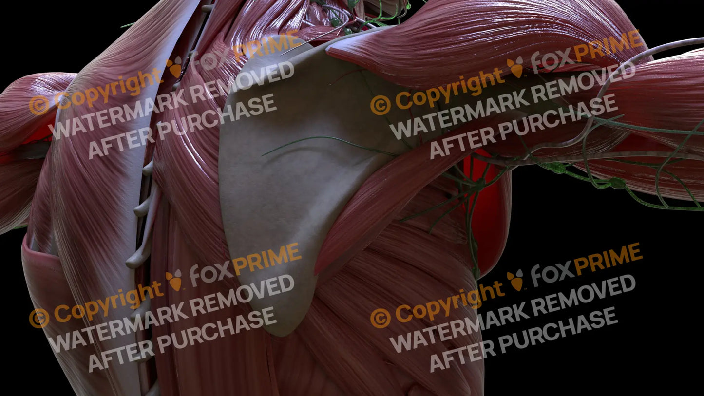 Muscular System Teres Major 1 Still Shot