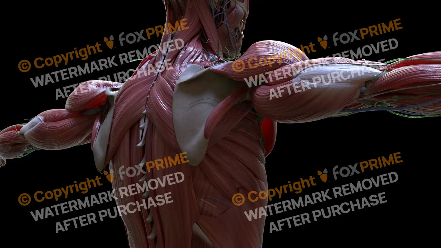 Muscular System Teres Minor 2 Still Shot