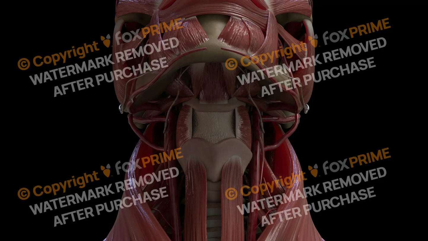 Muscular System Thyrohyoid 2 Still Shot