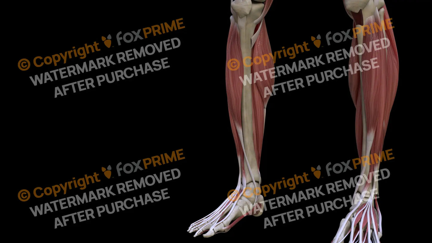 Muscular System Tibialis Anterior 1 Still Shot