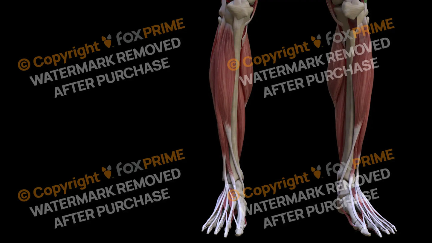 Muscular System Tibialis Anterior 2 Still Shot