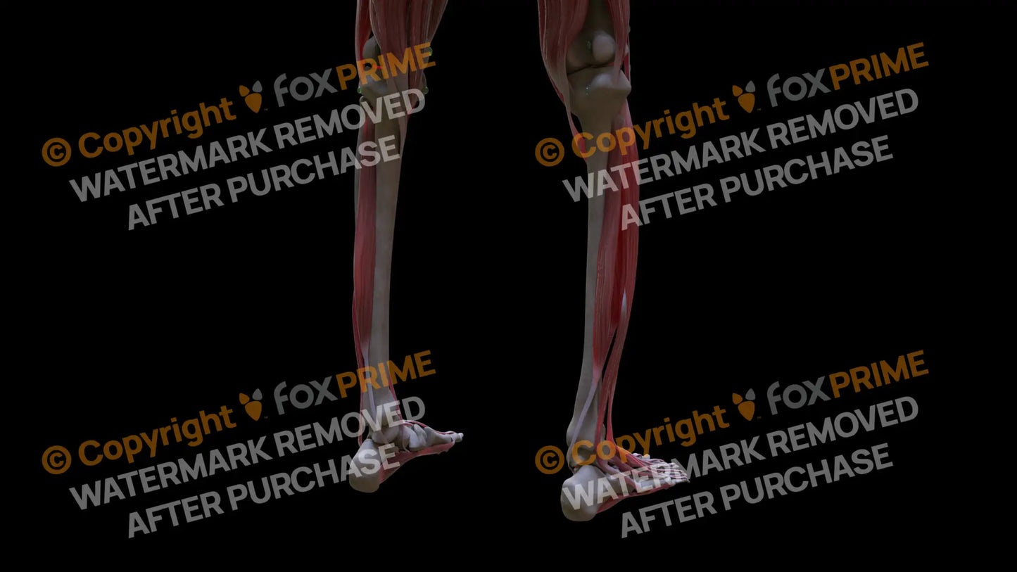 Muscular System Tibialis Posterior 1 Still Shot