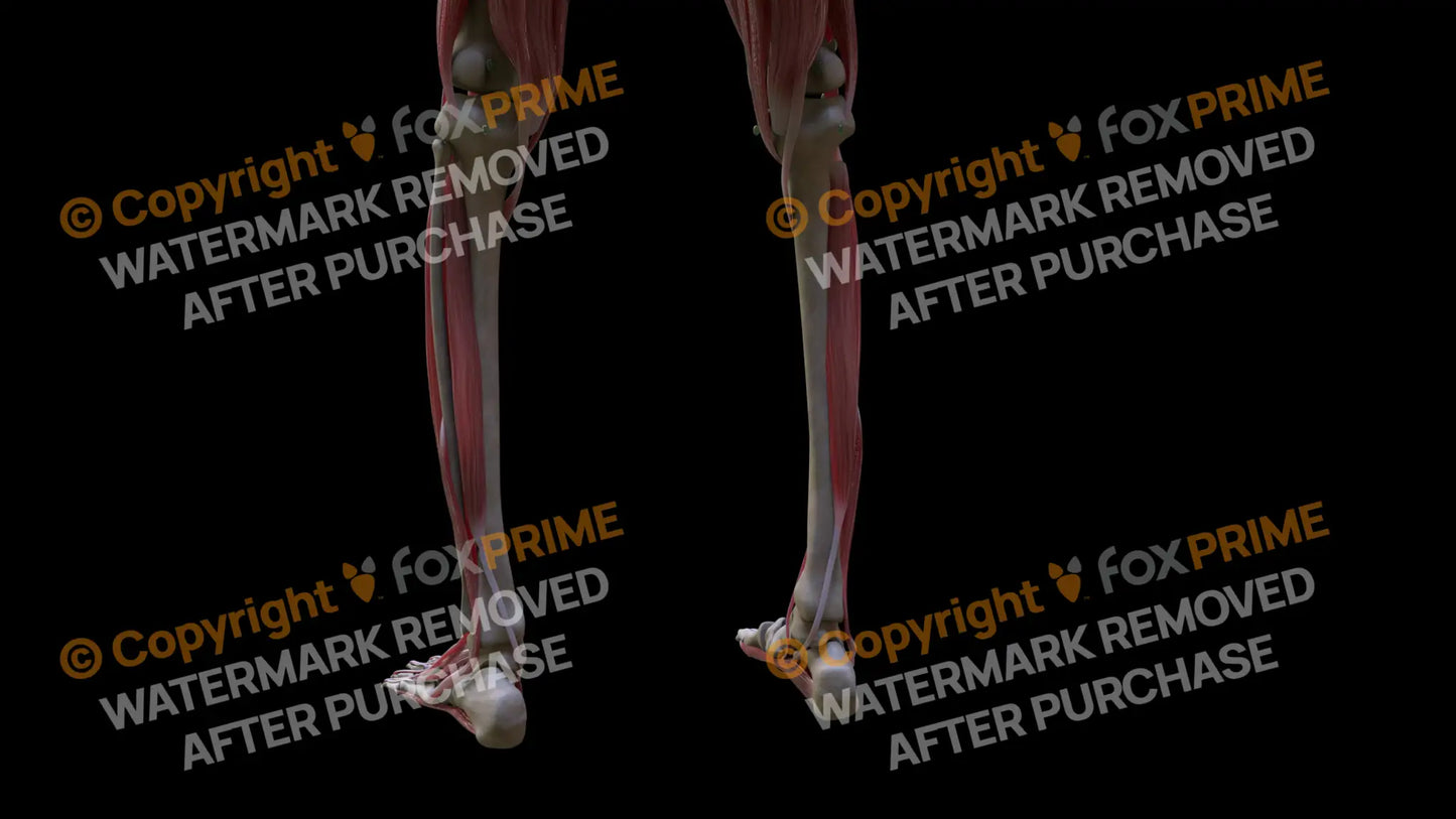 Muscular System Tibialis Posterior 2 Still Shot