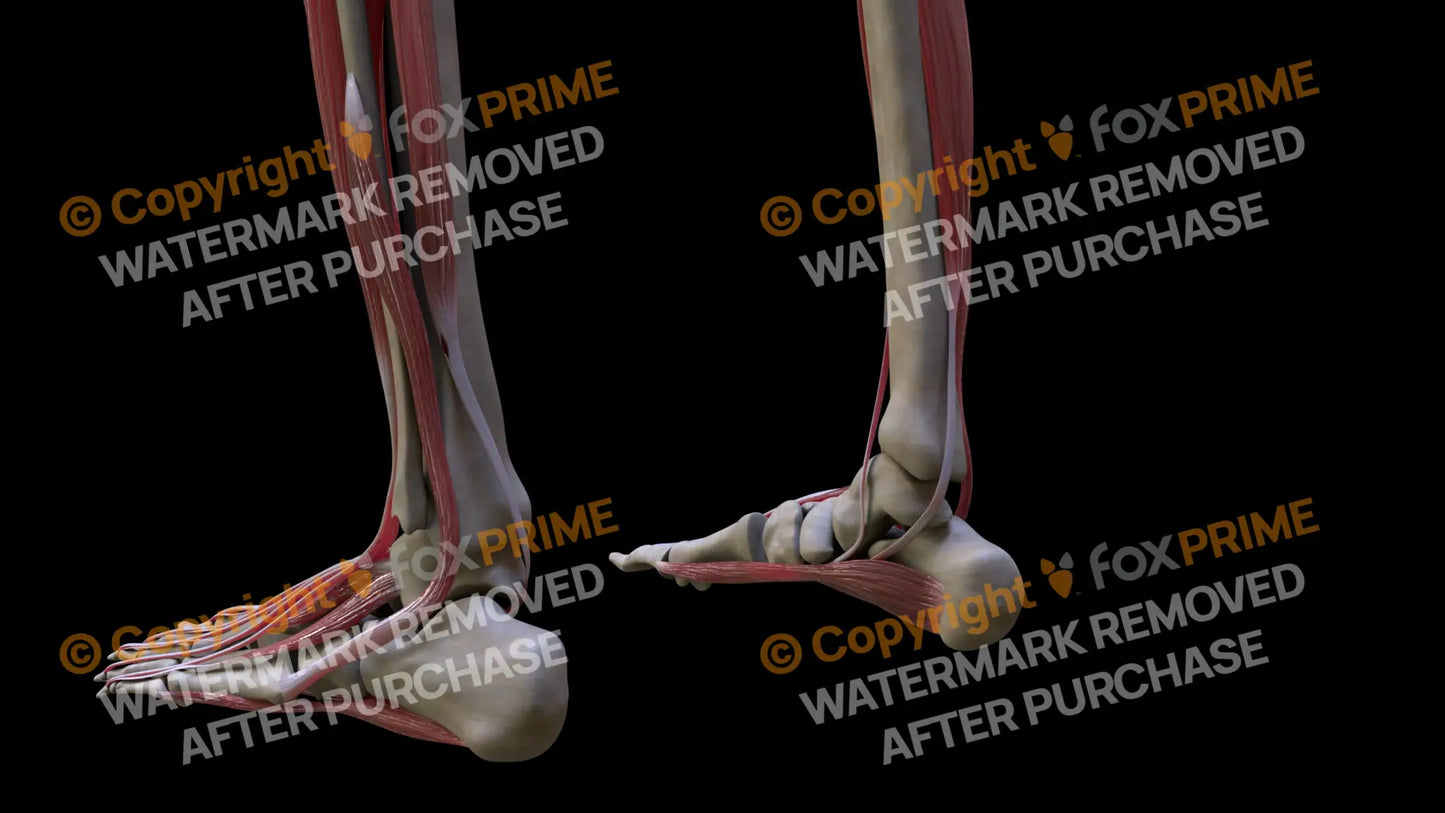 Muscular System Tibialis Posterior 3 Still Shot