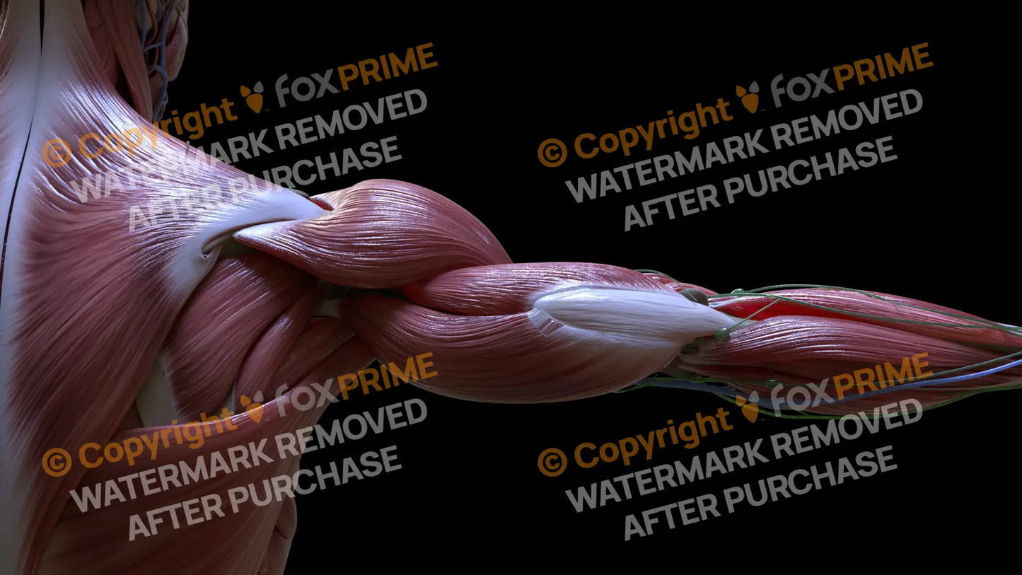 Muscular System Triceps 1 Still Shot