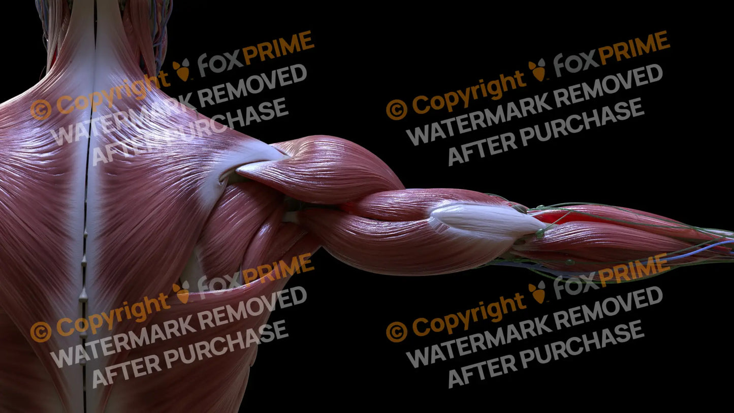 Muscular System Triceps 2 Still Shot