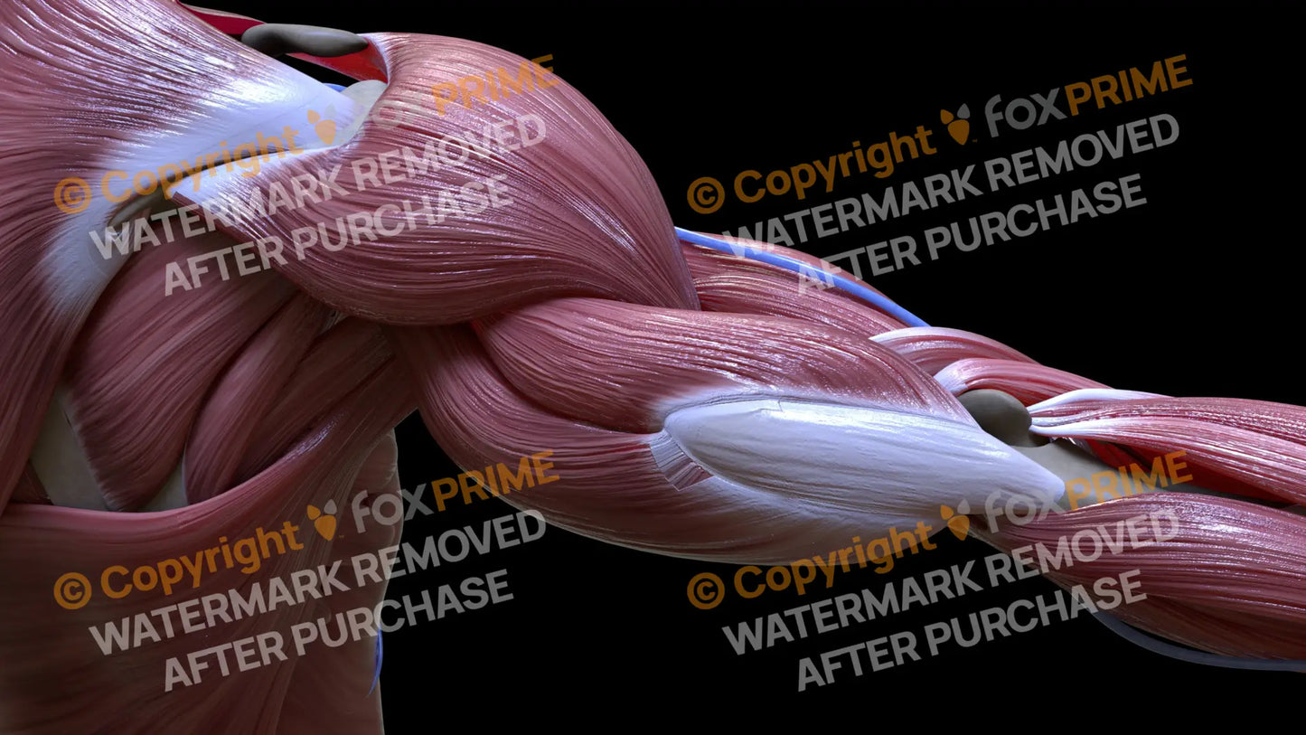 Muscular System Triceps 3 Still Shot