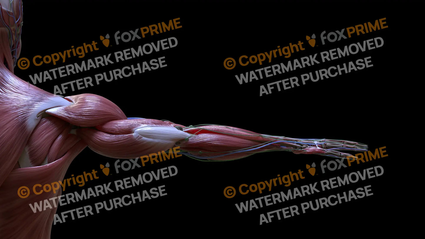 Muscular System Triceps 4 Still Shot