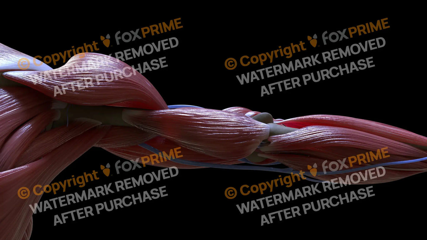 Muscular System Triceps Small 1 Still Shot