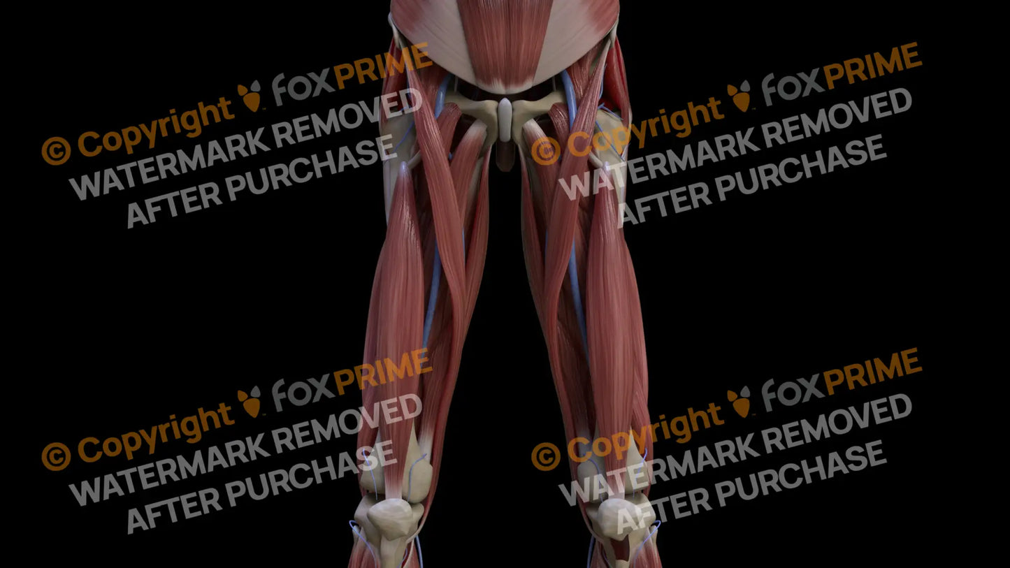 Muscular System Vastus Intermedius 1 Still Shot