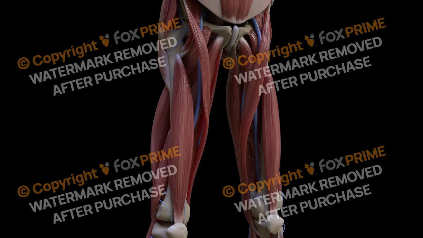Muscular System Vastus Intermedius 2 Still Shot