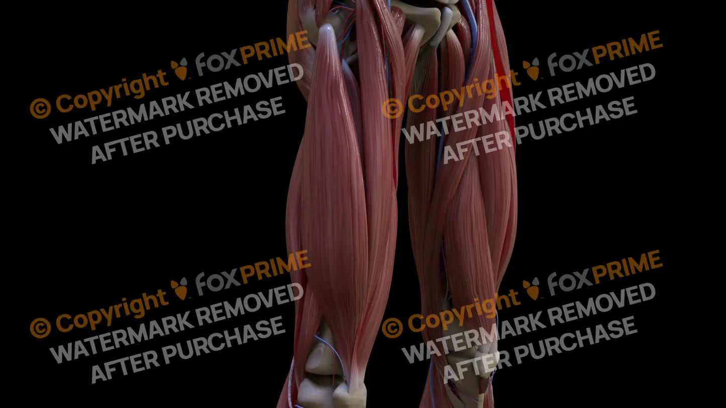 Muscular System Vastus Lateralis 2 Still Shot