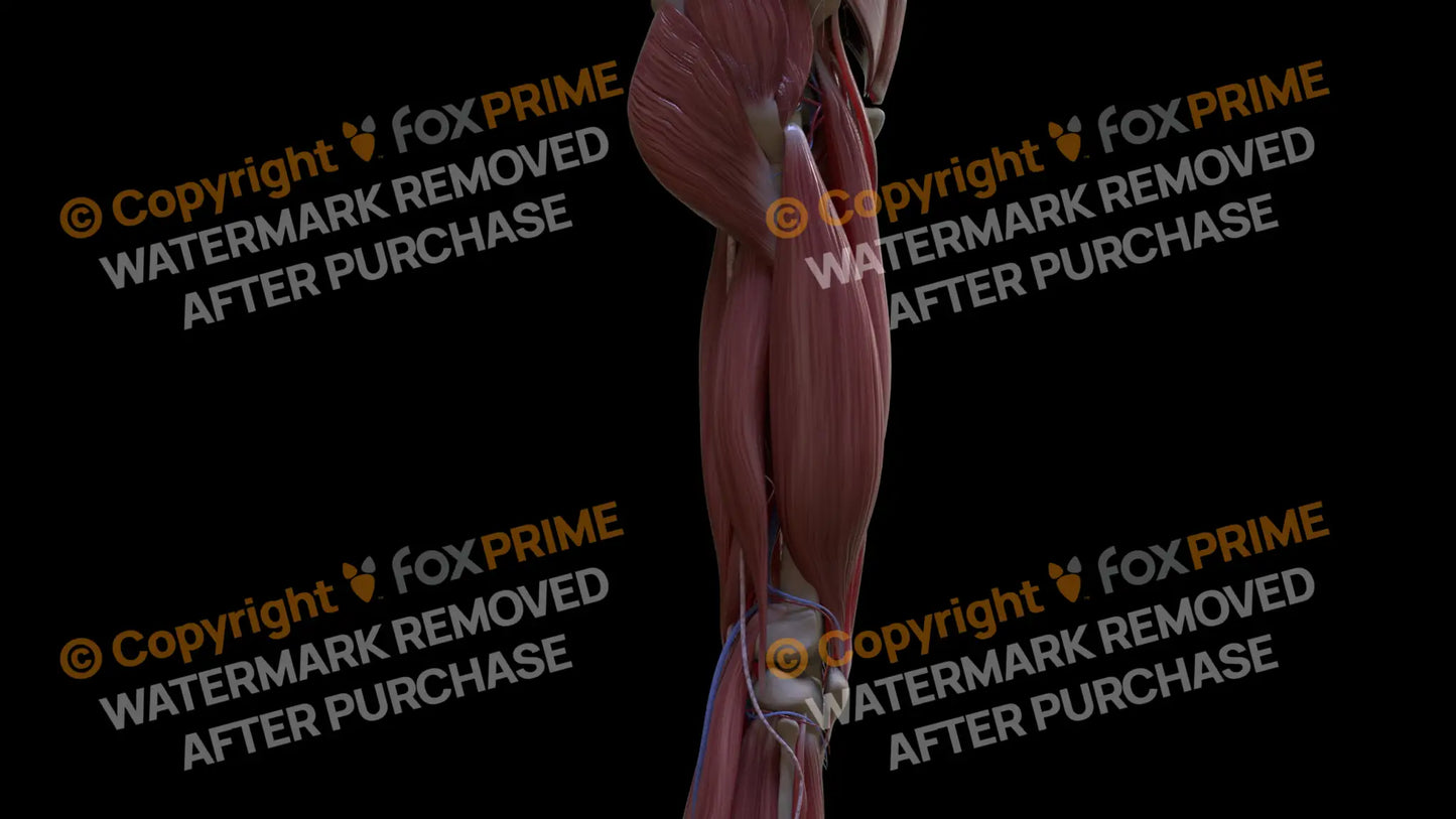 Muscular System Vastus Lateralis 3 Still Shot