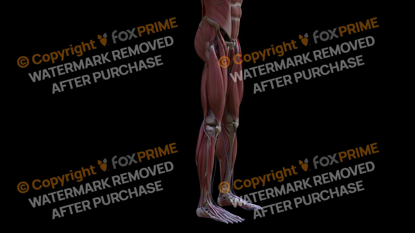 Muscular System Vastus Lateralis 4 Still Shot
