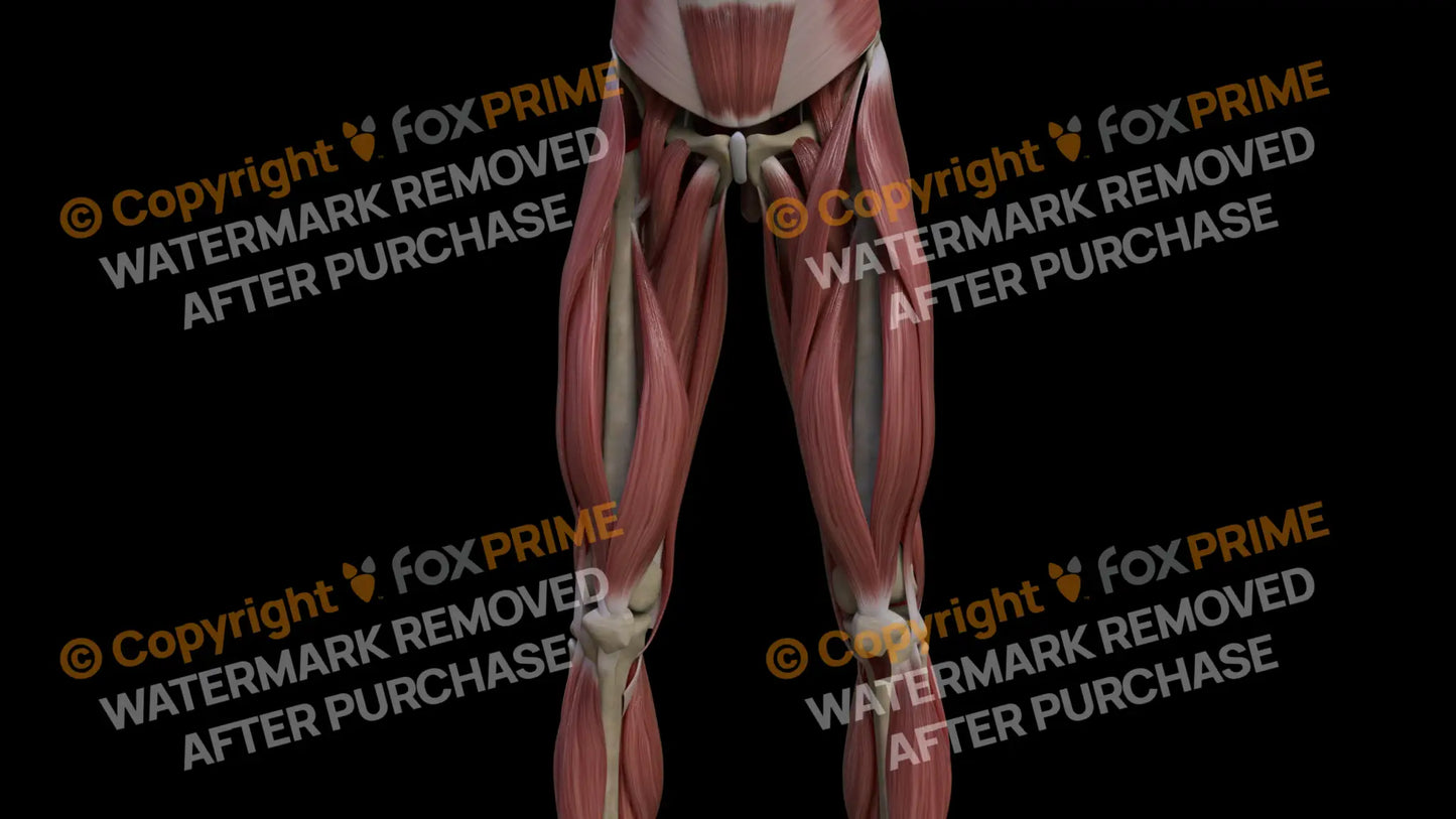 Muscular System Vastus Medialis 1 Still Shot