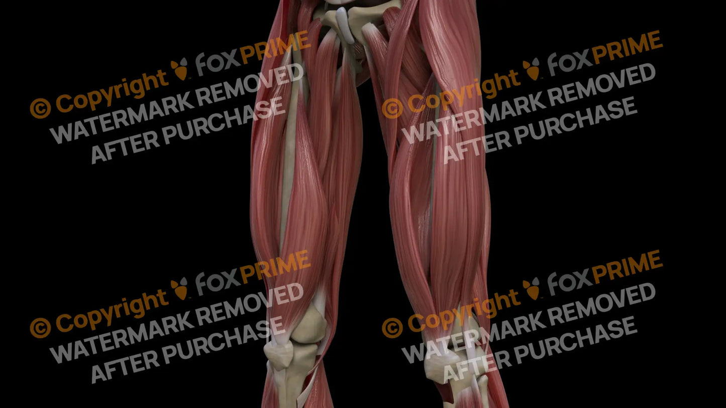 Muscular System Vastus Medialis 2 Still Shot