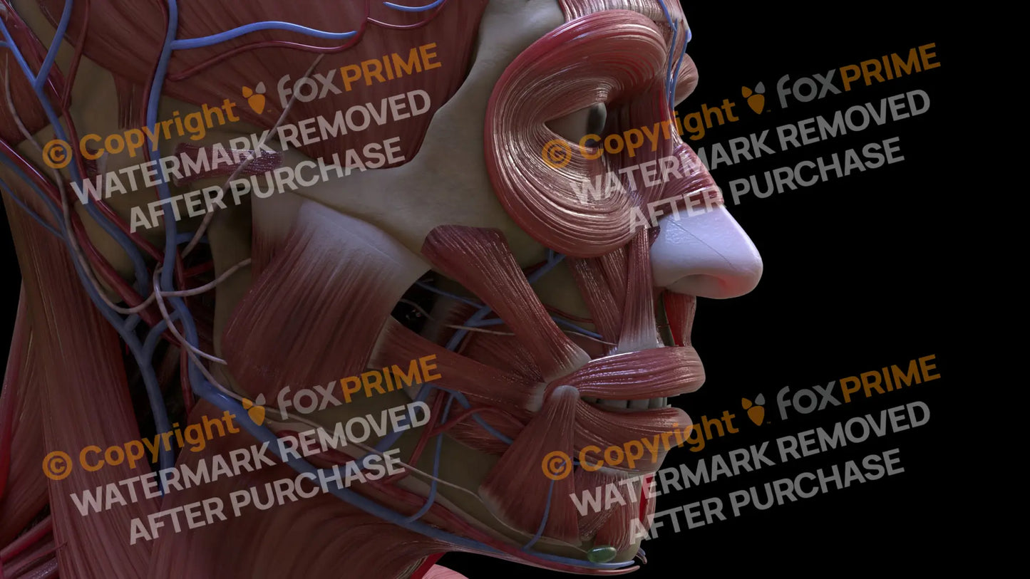 Muscular System Zygomaticus Major 2 Still Shot