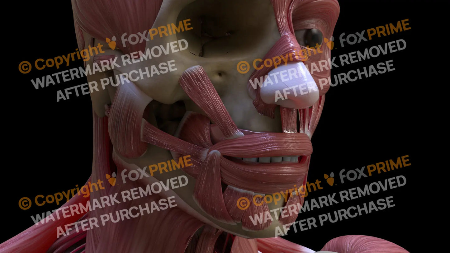 Muscular System Zygomaticus Minor 1 Still Shot