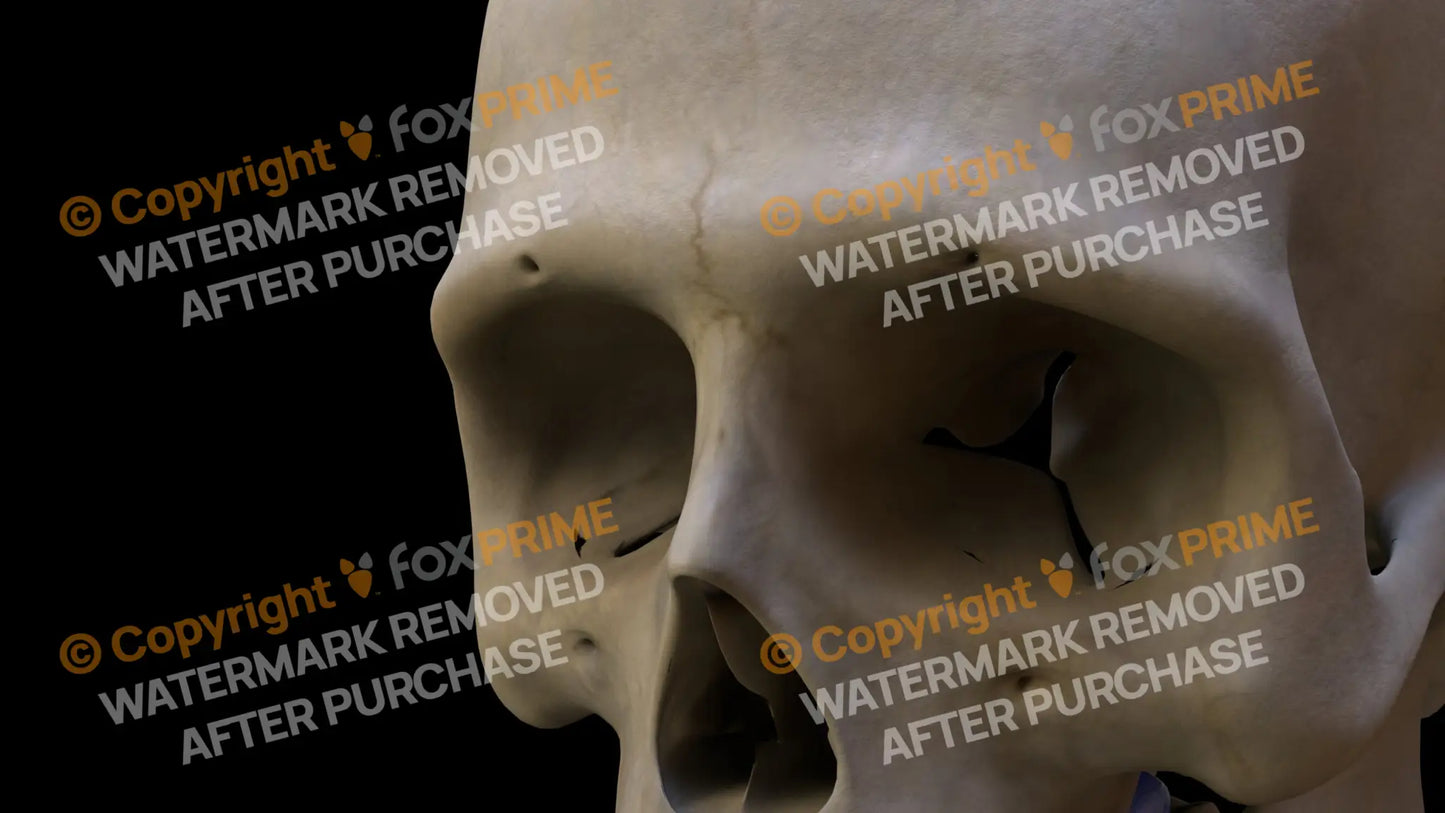 Nasal Bone 2 (Left) Still Shot