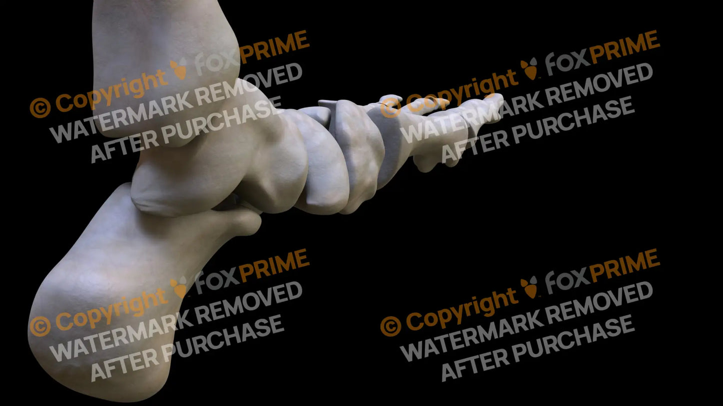 Navicular 2 (Left) Still Shot