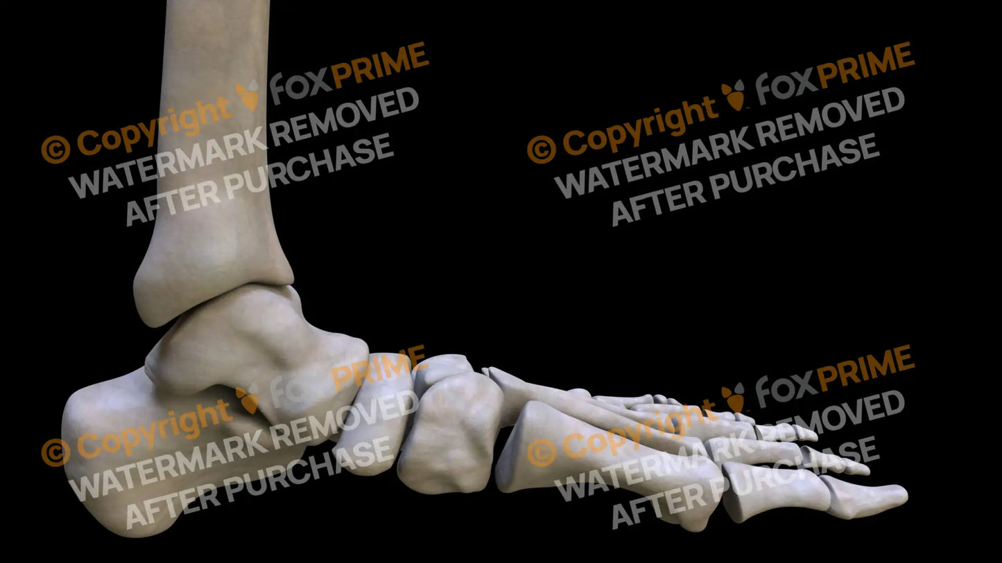 Navicular 3 (Left) Still Shot