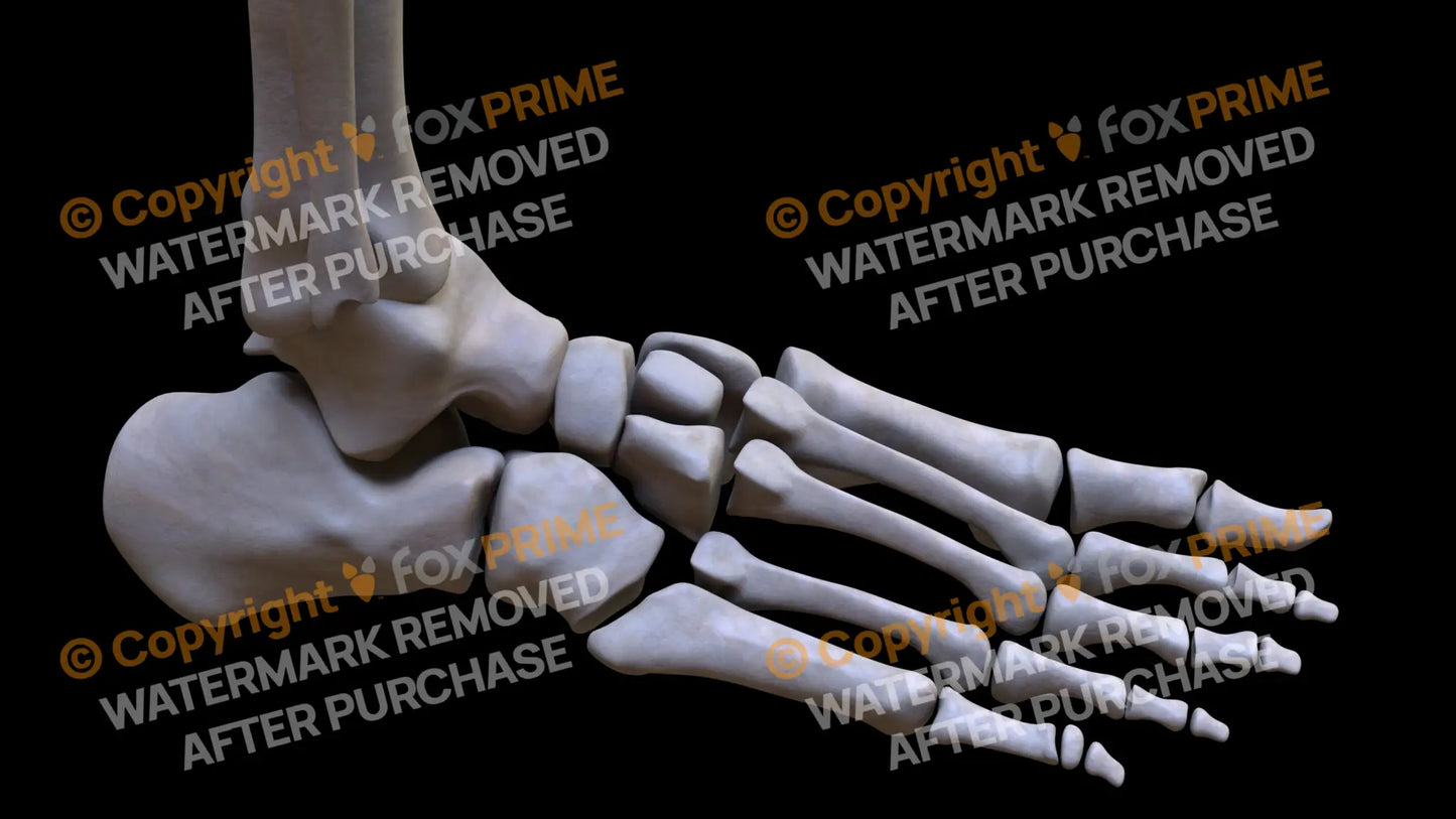 Navicular 4 (Right) Still Shot