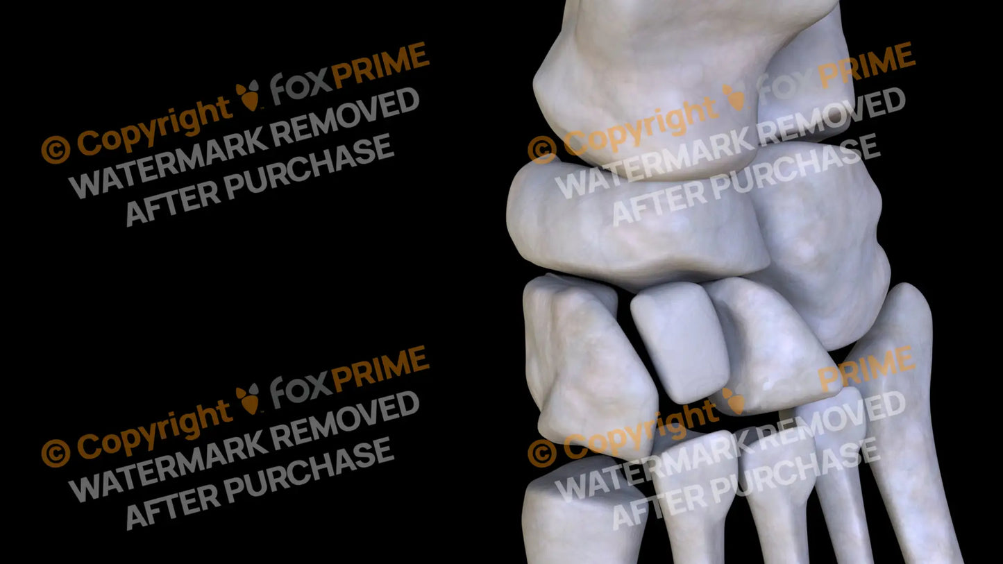 Navicular (Left) Still Shot