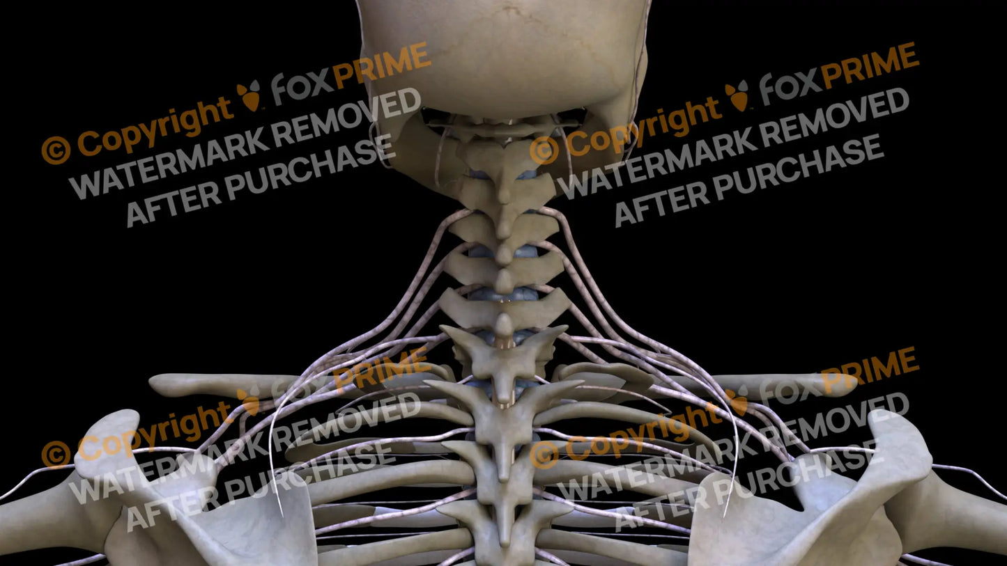 Nervous System Brachial Plexus 1 Still Shot