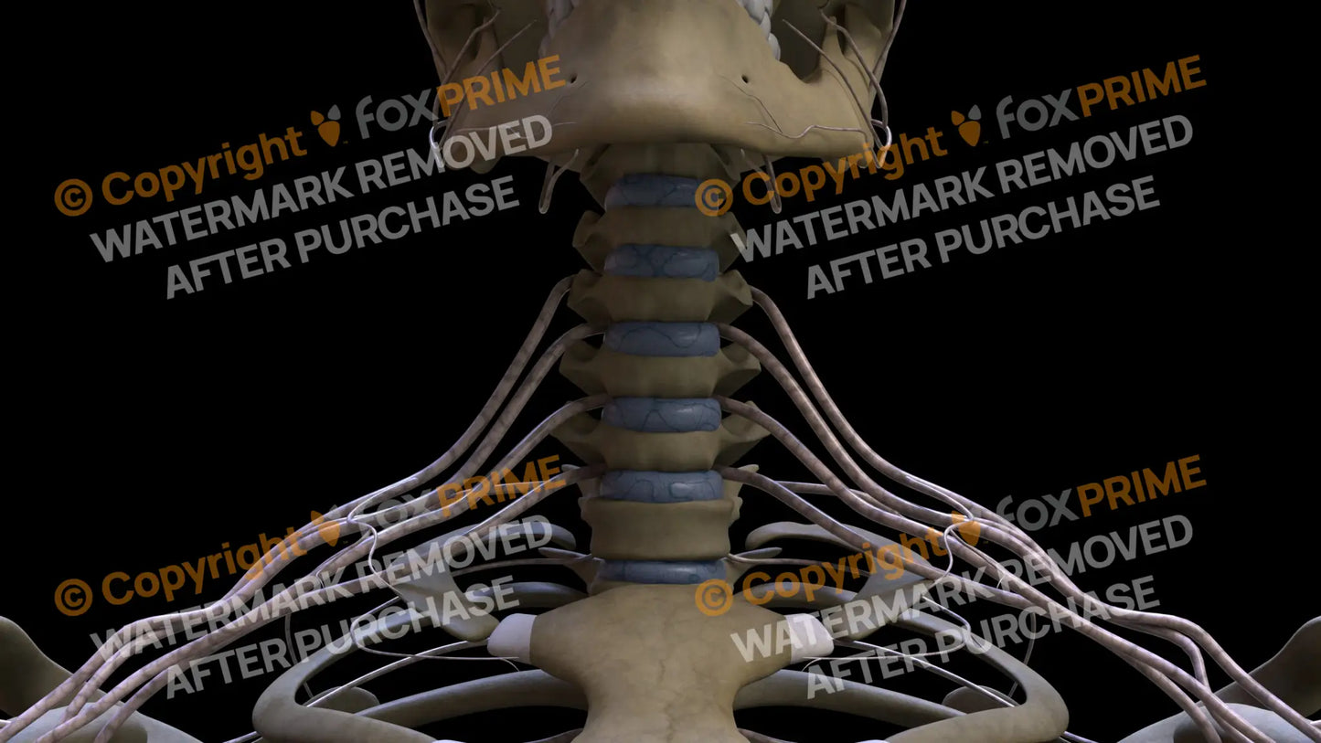 Nervous System Brachial Plexus 2 Still Shot