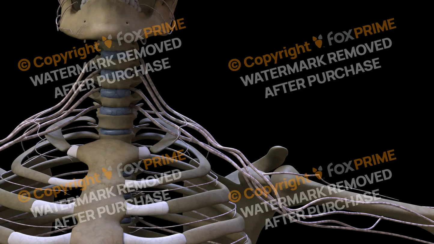 Nervous System Brachial Plexus Left 1 Still Shot
