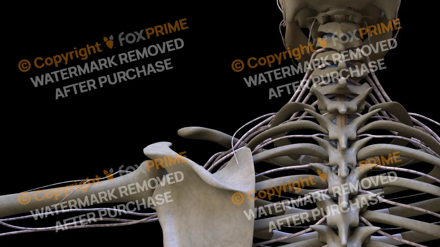 Nervous System Brachial Plexus Left 11 Still Shot