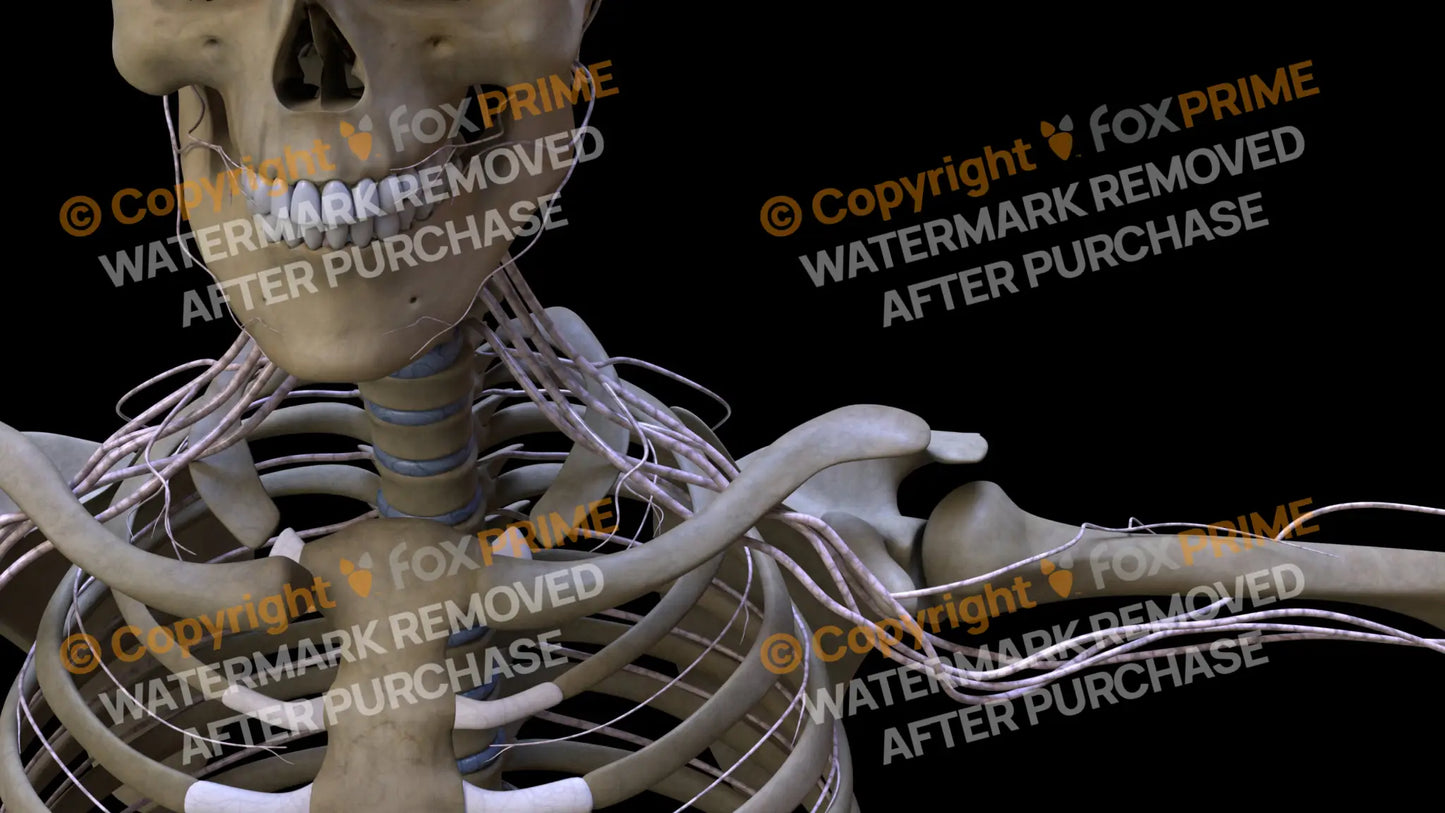 Nervous System Brachial Plexus Left 12 Still Shot