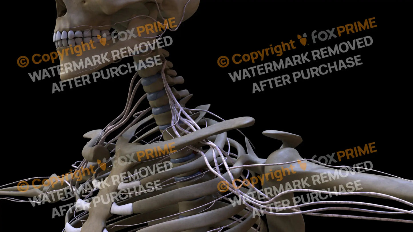 Nervous System Brachial Plexus Left 13 Still Shot