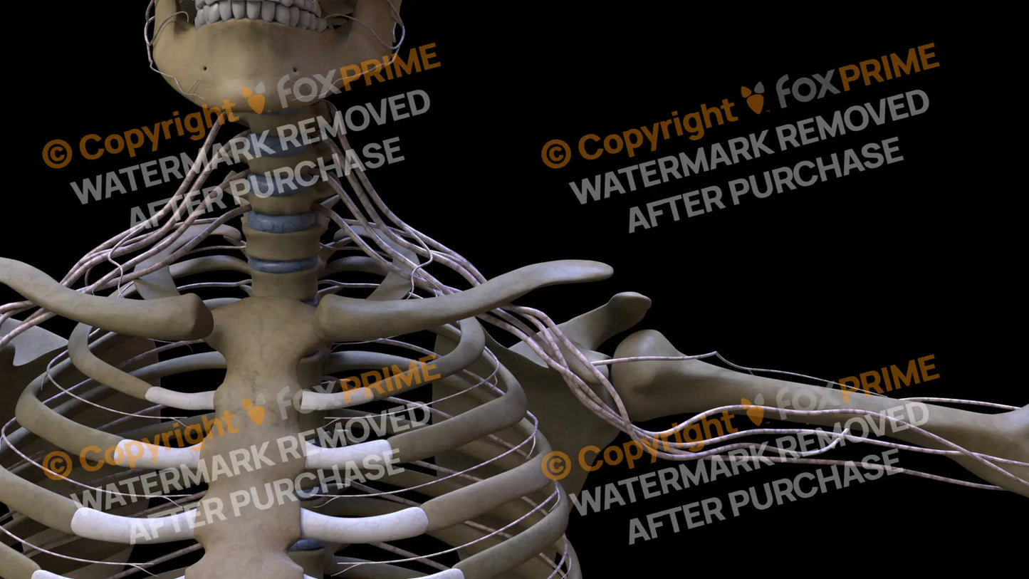 Nervous System Brachial Plexus Left 14 Still Shot