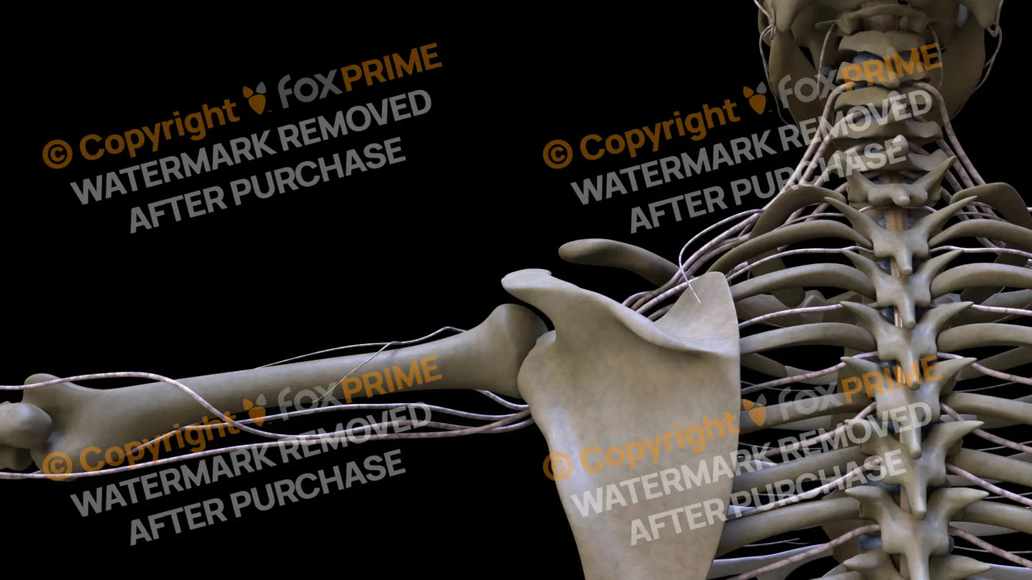 Nervous System Brachial Plexus Left 15 Still Shot