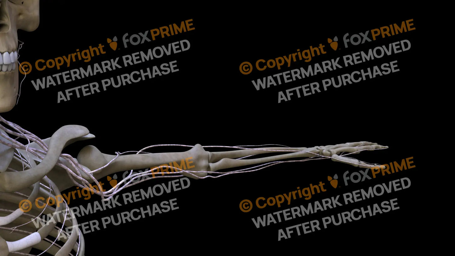 Nervous System Brachial Plexus Left 16 Still Shot