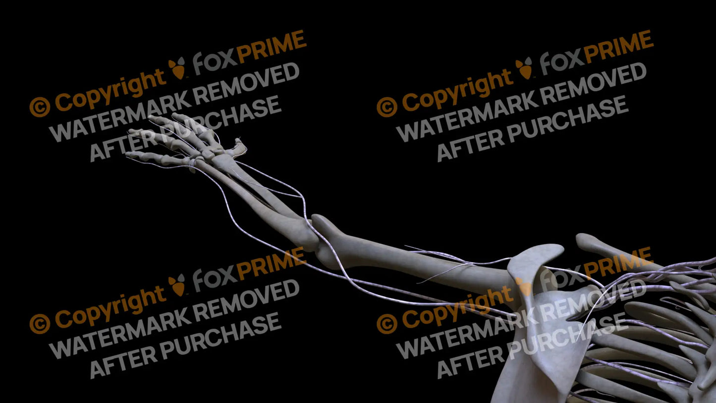 Nervous System Brachial Plexus Left 2 Still Shot