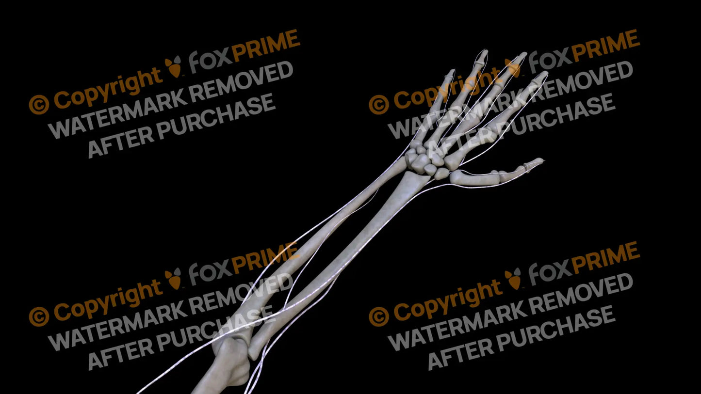 Nervous System Brachial Plexus Left 4 Still Shot