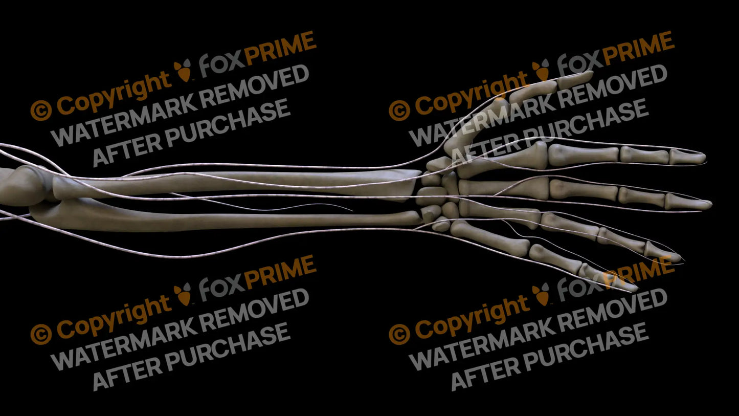 Nervous System Brachial Plexus Left 5 Still Shot
