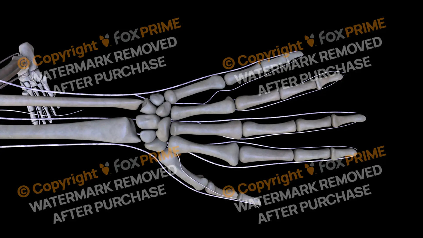 Nervous System Brachial Plexus Left 6 Still Shot