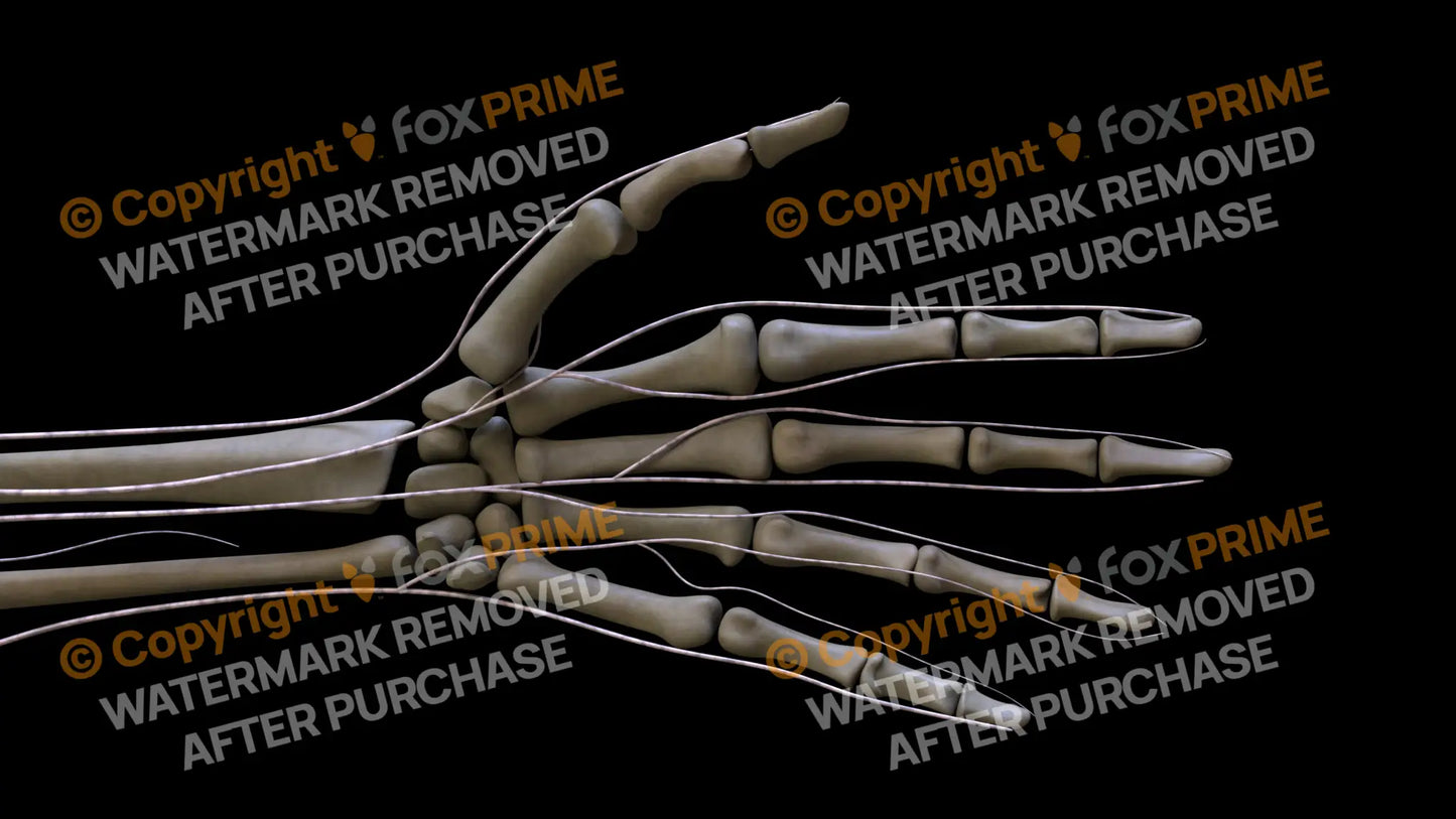 Nervous System Brachial Plexus Left 7 Still Shot