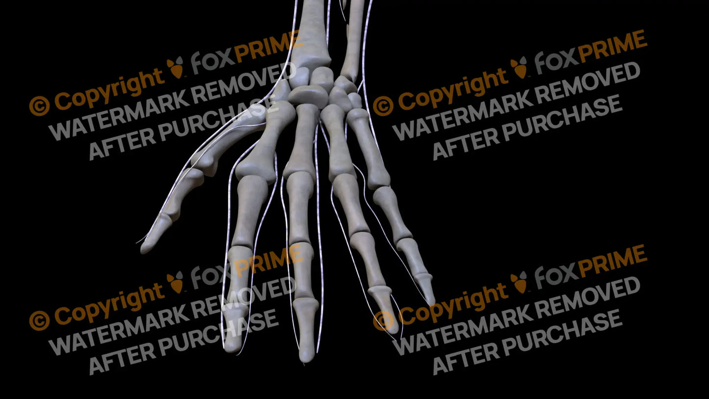 Nervous System Brachial Plexus Left 8 Still Shot