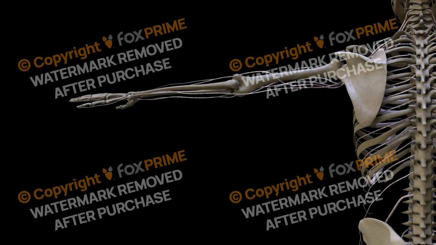 Nervous System Brachial Plexus Left 9 Still Shot