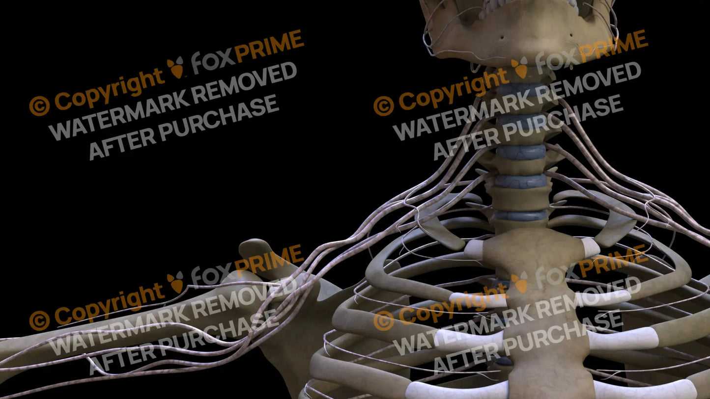 Nervous System Brachial Plexus Right 1 Still Shot