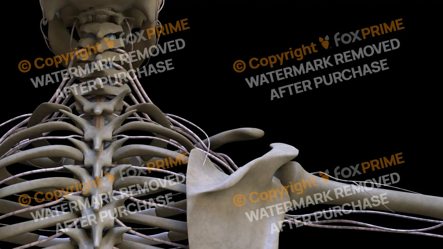 Nervous System Brachial Plexus Right 11 Still Shot