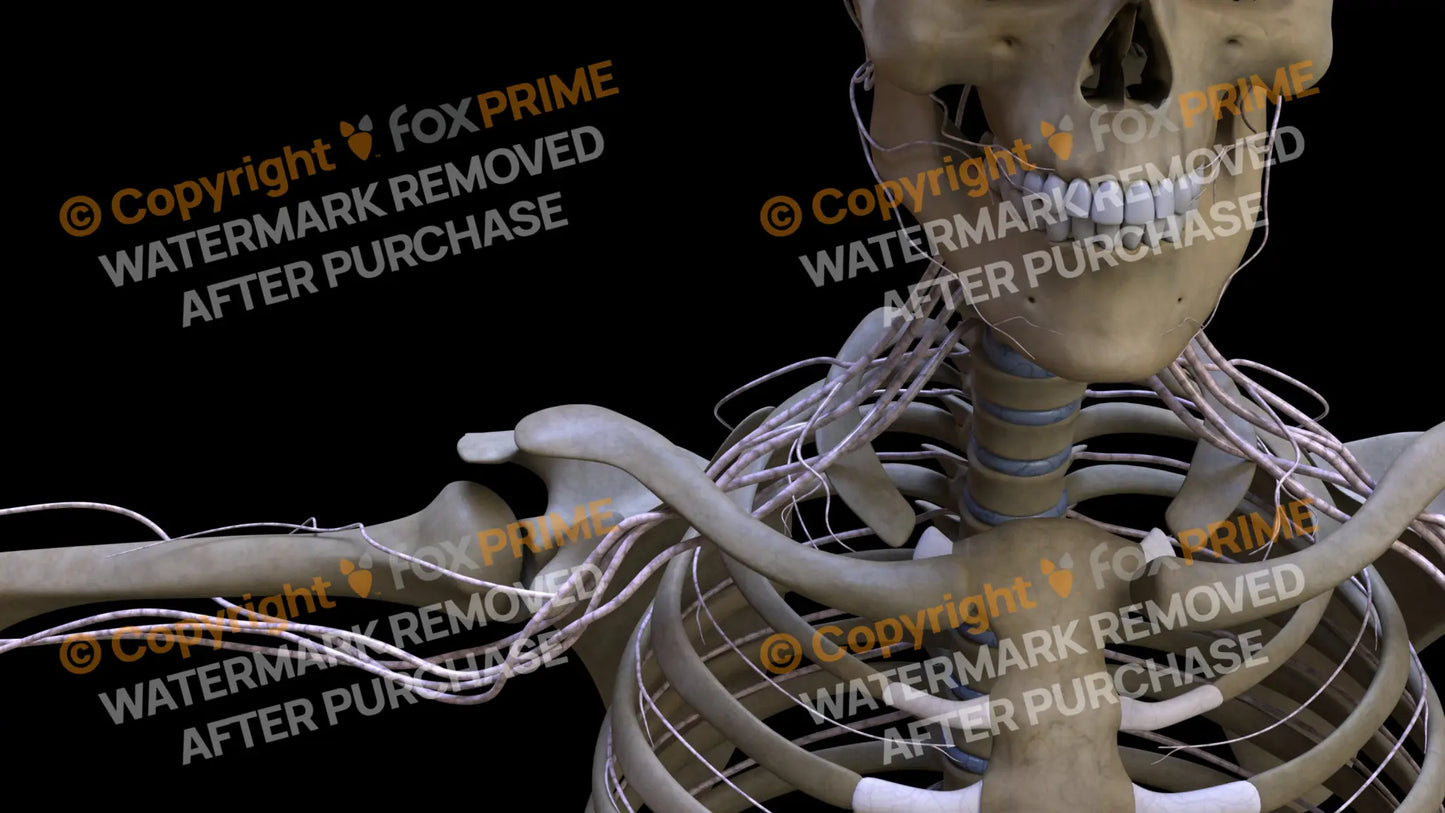 Nervous System Brachial Plexus Right 12 Still Shot