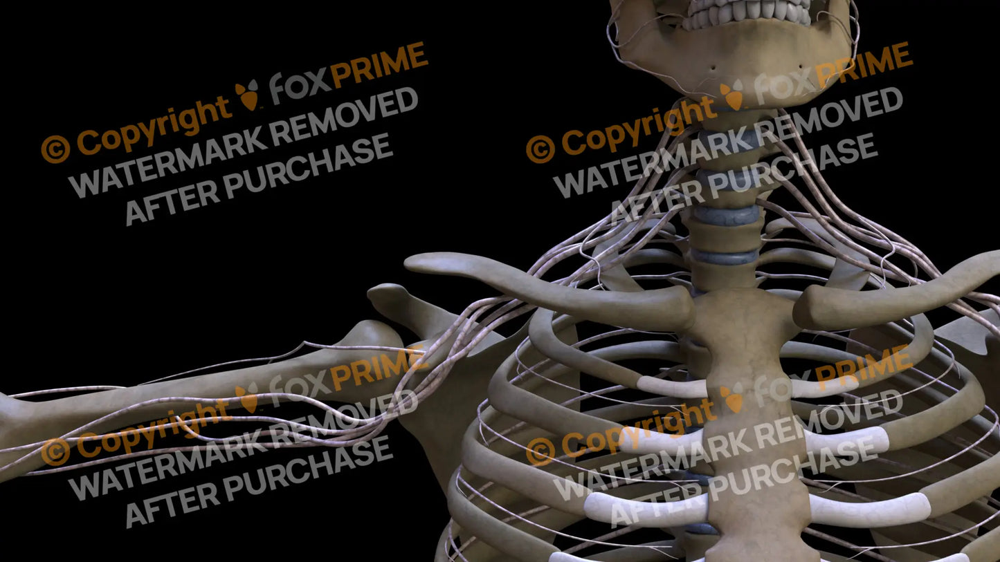 Nervous System Brachial Plexus Right 14 Still Shot