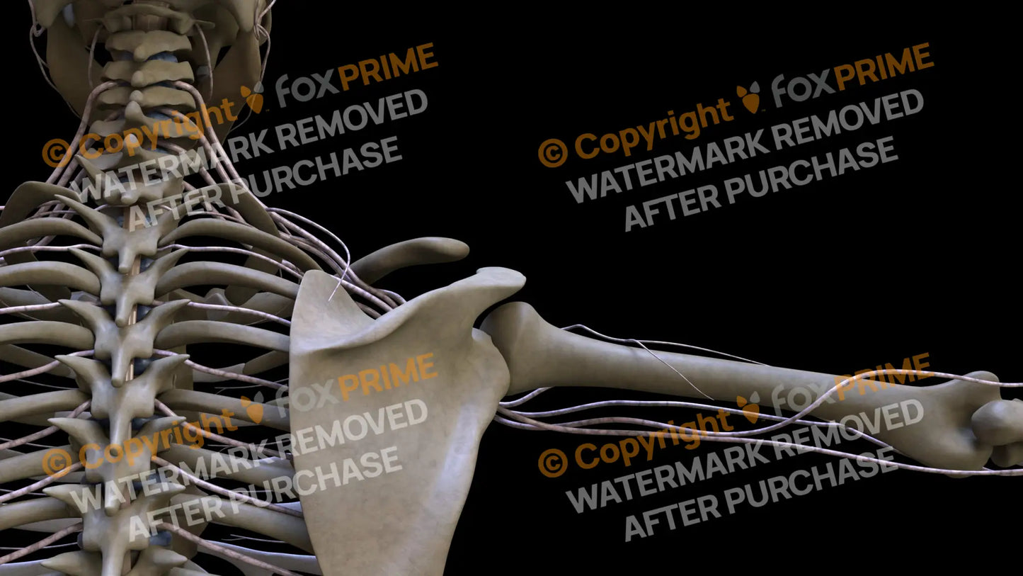 Nervous System Brachial Plexus Right 15 Still Shot
