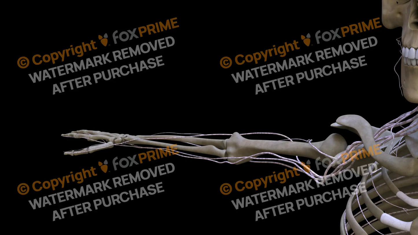 Nervous System Brachial Plexus Right 16 Still Shot