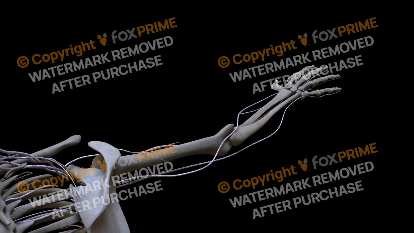 Nervous System Brachial Plexus Right 2 Still Shot